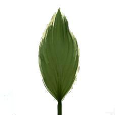 хоста фото в интернет-магазине Флоранж