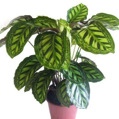 Калатея Анжела 12/30 фото в интернет-магазине Флоранж