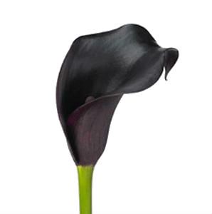 калла  Кантор; Голландия