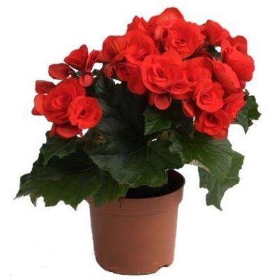 Бегония элат Баландин 14/30 фото в интернет-магазине Флоранж