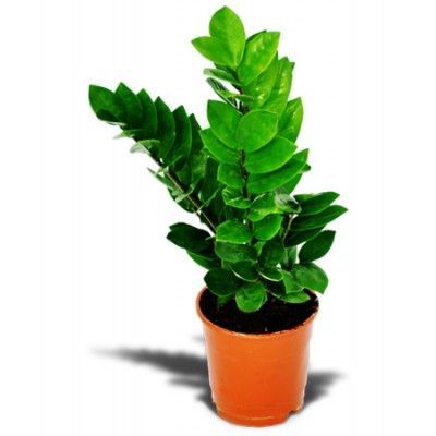 Замиокулкас Замиофолия 14/55 фото в интернет-магазине Флоранж