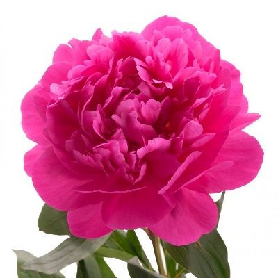 пион Канзас фото в интернет-магазине Флоранж