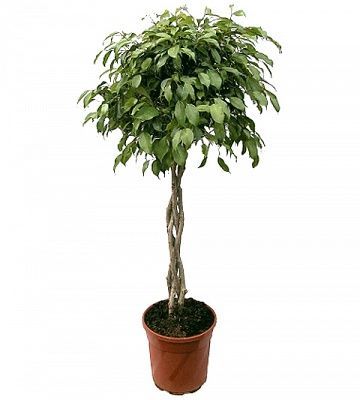 Фикус Экзотика 24/120 переплет