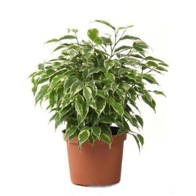 Фикус Бенджамина Кинки 12/30 фото в интернет-магазине Флоранж