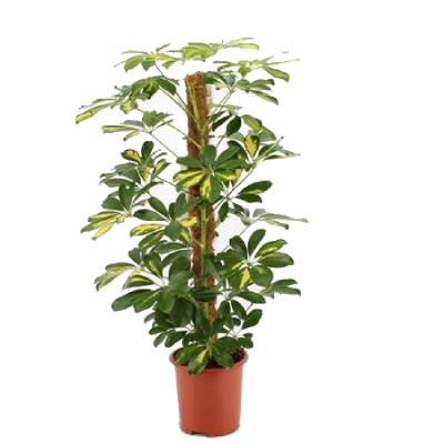 Шефлера Голд Капелло 17/60 на мостке фото в интернет-магазине Флоранж