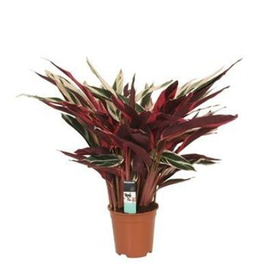 Строманта Триостар 21/100 фото в интернет-магазине Флоранж Строманта Триостар 21/100 фото в интернет-магазине Флоранж