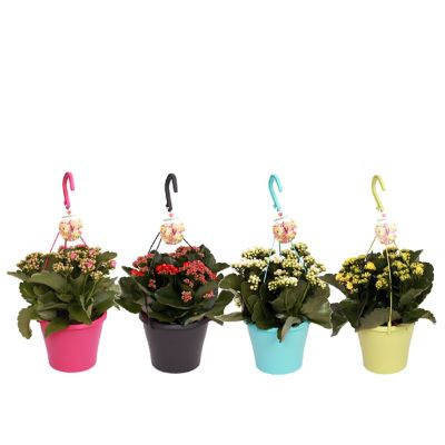 Каланхое Микс 15/30 акция фото в интернет-магазине Флоранж