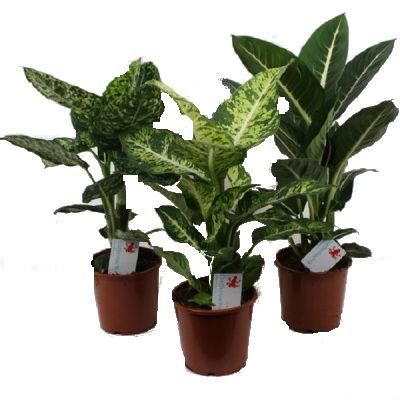 Диффенбахия Микс 17/60 фото в интернет-магазине Флоранж