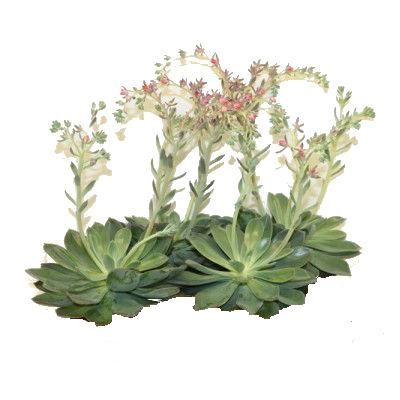 Эхеверия Блю Принс 10/15 фото в интернет-магазине Флоранж