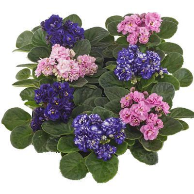 Сениполия Розана Микс 10/20 фото в интернет-магазине Флоранж