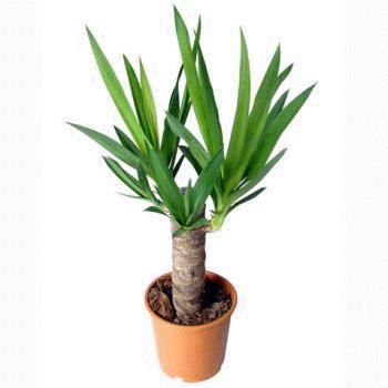 Фото Юкка 12/45 Юкка 12/45