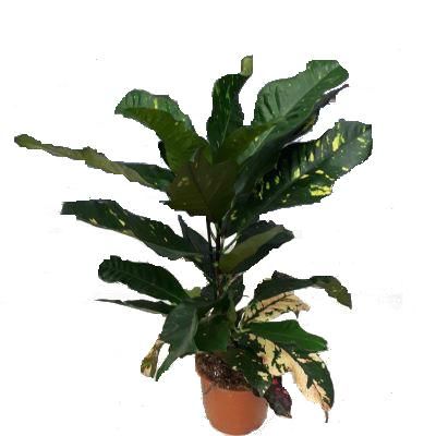 Кодиум Магнифисент 13/40 фото в интернет-магазине Флоранж