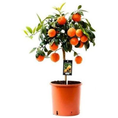 Цитрофортунелла Микрокарпа 22/80