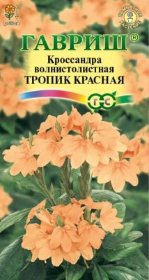 Кроссандра Тропик красная (цветной пакет) 3шт; Гавриш фото в интернет-магазине Флоранж